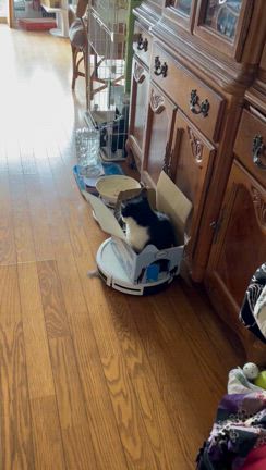 彩り鮮やかに・・・深まる秋の花の記事動画