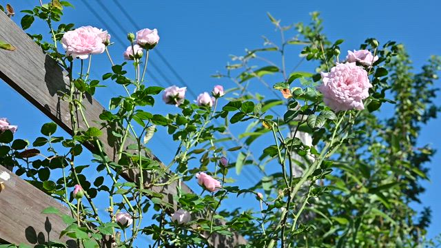Rokaさんのケイトウの今現在の記事動画