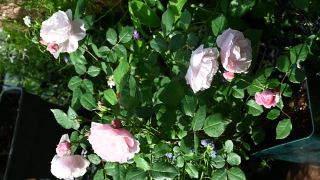 和バラ　花見小路？とイラガの電気ショックアゲインの記事動画
