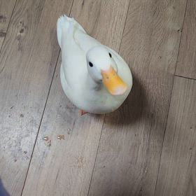 レタス食べるの画像