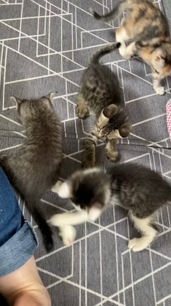 譲渡会開催（6月25日）のお知らせ【参加の子猫を一部紹介♪】の記事動画