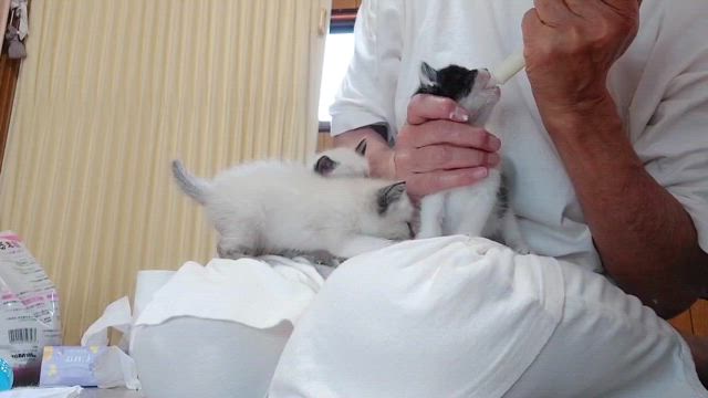 乳飲み子5匹! 緊急保護しました！！の記事動画