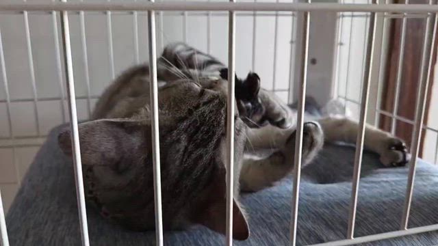 猫ちゃんを保護しています！！の記事動画