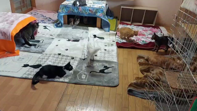 ホットカーペットのご支援ありがとうございます！の記事動画