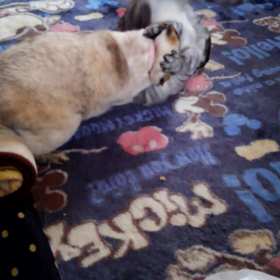 おんまめ動画の画像