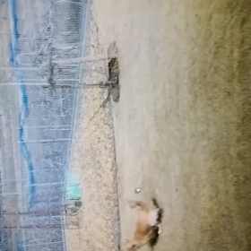 ラブに勝ってる(黄色３号)の画像