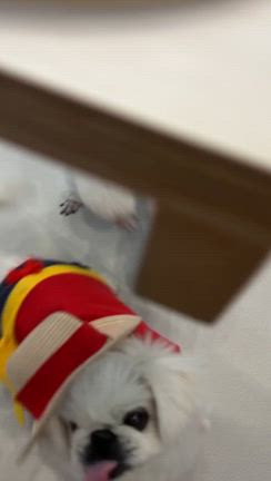 みんな♪みんな♪の記事動画
