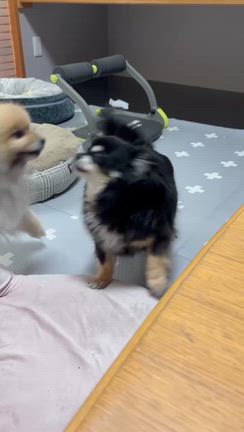 みんな♪みんな♪の記事動画