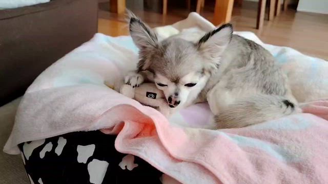 みんな♪みんな♪の記事動画