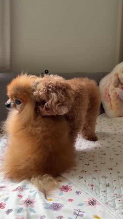 みんな♪みんな♪の記事動画