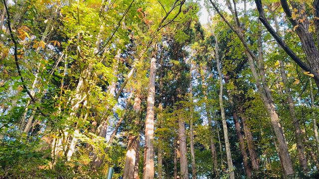 ふたたび岩戸を開く時 〜戸隠神社五社めぐりの記事動画