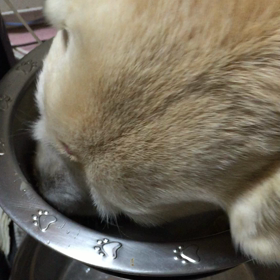 ガーコはいなくなったけどの画像