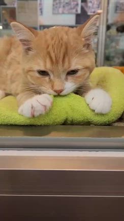猫可愛すぎてつらいです(笑)の記事動画