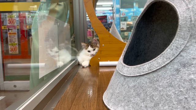 きゃわきゃわミヌエットの記事動画