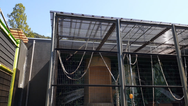 今日のランと、さくっと動物園。の記事動画