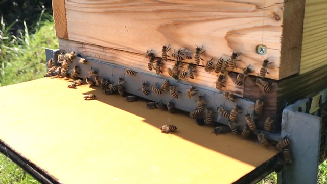 薬王寺の蜂蜜の記事動画