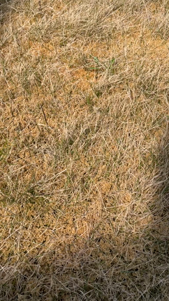 除草剤効果！！の記事動画
