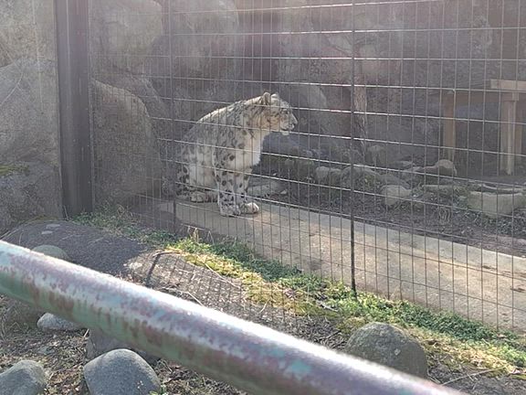 ユキヒョウに会いたくて会えたの記事動画
