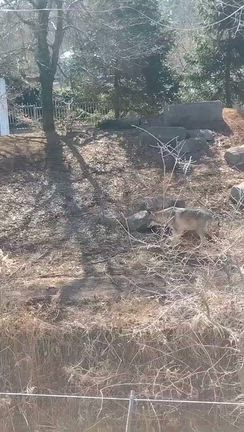 凛々しいユキヒョウ　の記事動画