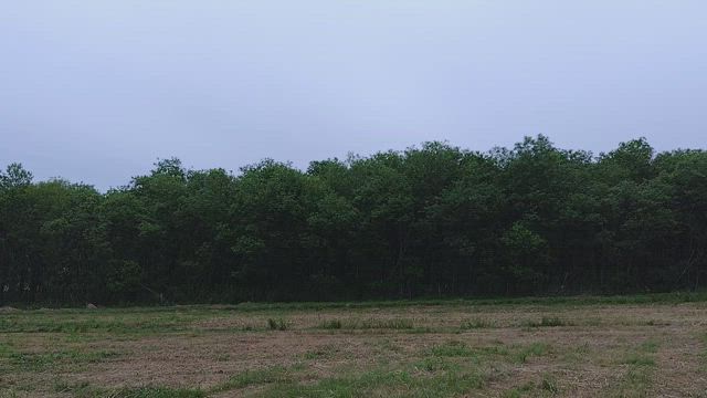 カッコウの初音　花も初夏の花の記事動画