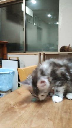 テーブルの上を歩いているメインクーン子猫の鈴奈ちゃんの記事動画