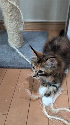 キャットタワーが大好き❤の記事動画
