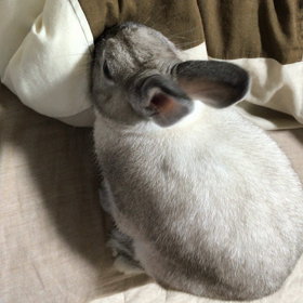 ほりらーの画像