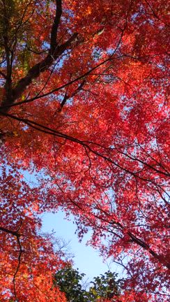 紅葉ウォッチ2024⑥秘密の場所の記事動画