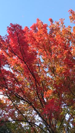 紅葉ウォッチ2024⑤燃える樹木の記事動画