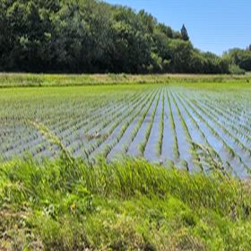 緑風を浴びながら歩く♪の画像