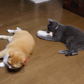 今夜のニャンズ♪の画像