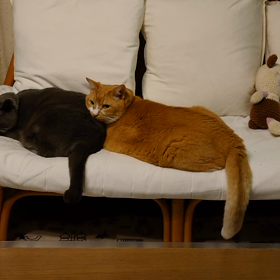 猫の日♪の画像