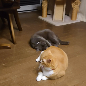 今夜のひととき♪の画像