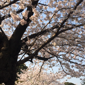 青山墓地は桜満開 自転車乗りながらの画像
