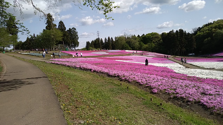 秩父羊山公園　芝桜まつりの記事動画