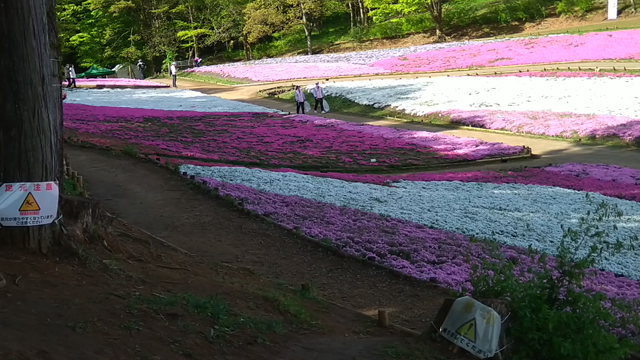 秩父羊山公園　芝桜まつりの記事動画