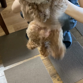 来夢の犬かきの画像