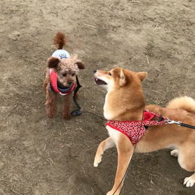 久しぶりに皐月ちゃんとお散歩。の画像