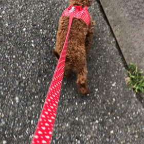 来夢の後ろ足の画像