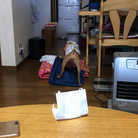 かりんの画像