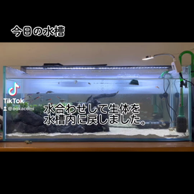 今日の水槽の画像