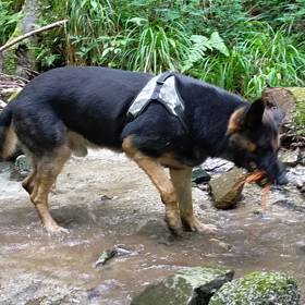本日の愛犬、格の画像