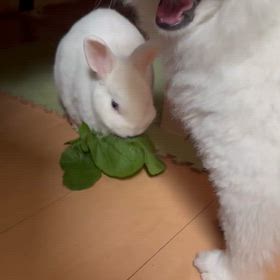 僕にも下さいの画像