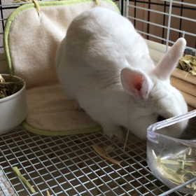 牧草食べてる首にの画像
