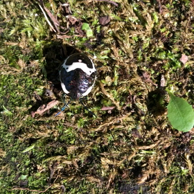 綺麗な謎の虫！の画像