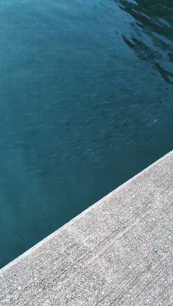 釣果情報：３月30日の記事動画