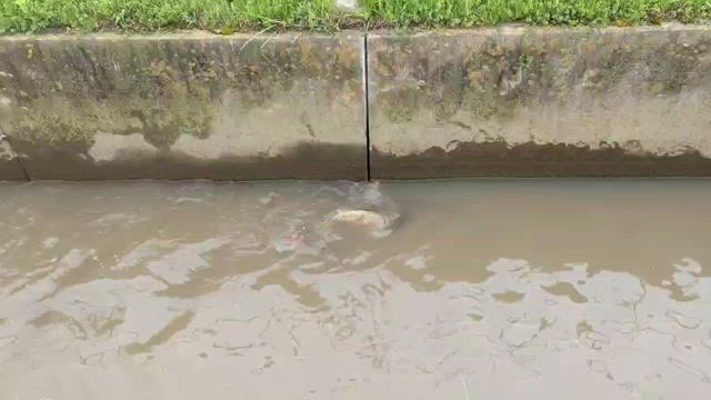 釣果情報：5月12日の記事動画