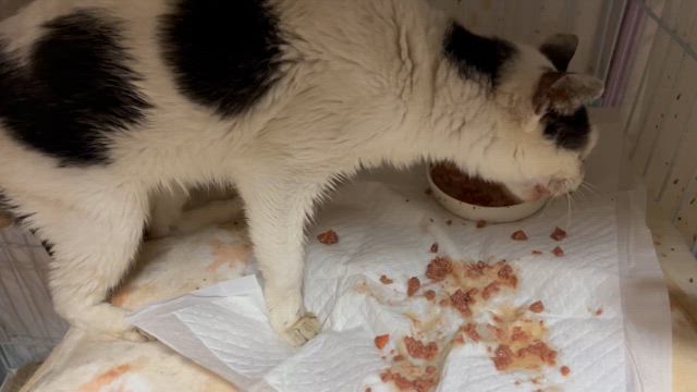 ガリガリだよぉぉぉの記事動画