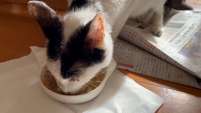 ガリガリだよぉぉぉの記事動画