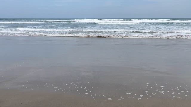 ふたりの白猫の記事動画